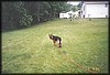 Brutus07.jpg